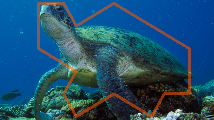 zithral's tweet photo. Can we find the turtle polykite in real life? This is the closest I've found so far. https://t.co/8W9Y2H5790