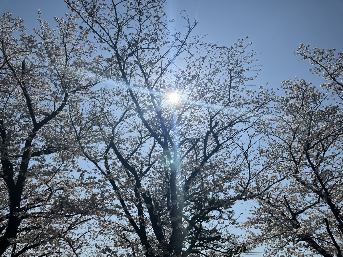 funkholic's tweet photo. お早うございます
今日も良い天気!
風もなく静かな朝です
#studioORB #個撮 #リク撮 #団体撮影 #コスプレ #ポートレート #ポトレ #桜 #撮影会 #撮影会モデル #撮影スタジオ https://t.co/8BLxZLKwLC