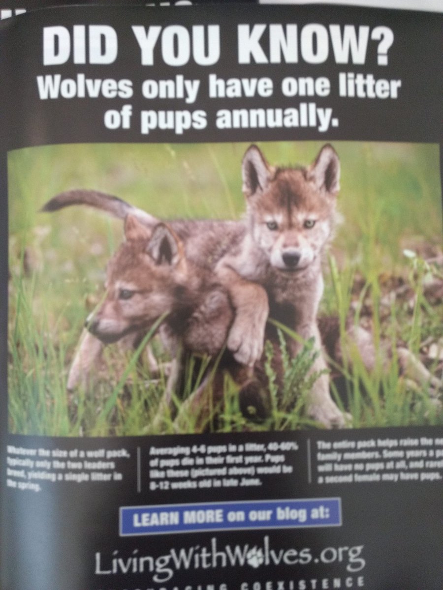 Stop rabid #boebert from removing #wolves from #ESA.
CattleCorp donors fly untruths as science. #protectWolves #ESA save precious pups- only the alpha pair breed. Save what little is left of #wildlife.