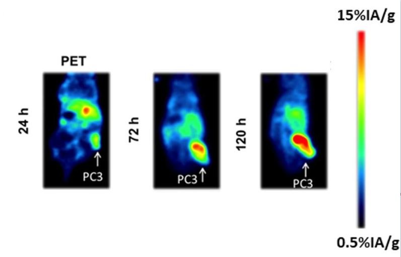 Scientists at @UVARadiology and @UCSFAnesthesia introduced an alpha particle with an excellent therapeutic 💉 window in preclinical models, opening a path for clinical 🩺 translation of a novel CD46-targeted alpha #radioimmunotherapy.

@JournalofExper1 | bit.ly/40JYmVR