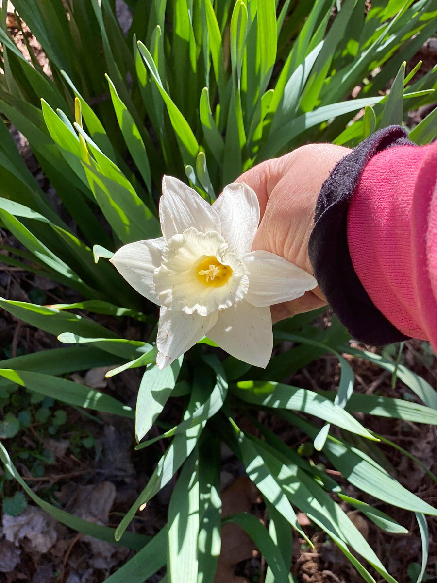TealSeptember's tweet photo. Enjoying all the beautiful spring flowers and weather. #springtime #NorthCarolina #mountains #appalachianmountains #blueridgemountains #spring #blooms #flowers #flower #spring_weather #outdoors #nature #SpringVibes #springflowers #springday #plants #tree #trees #hikes #Daffodils https://t.co/faGN4KKr93