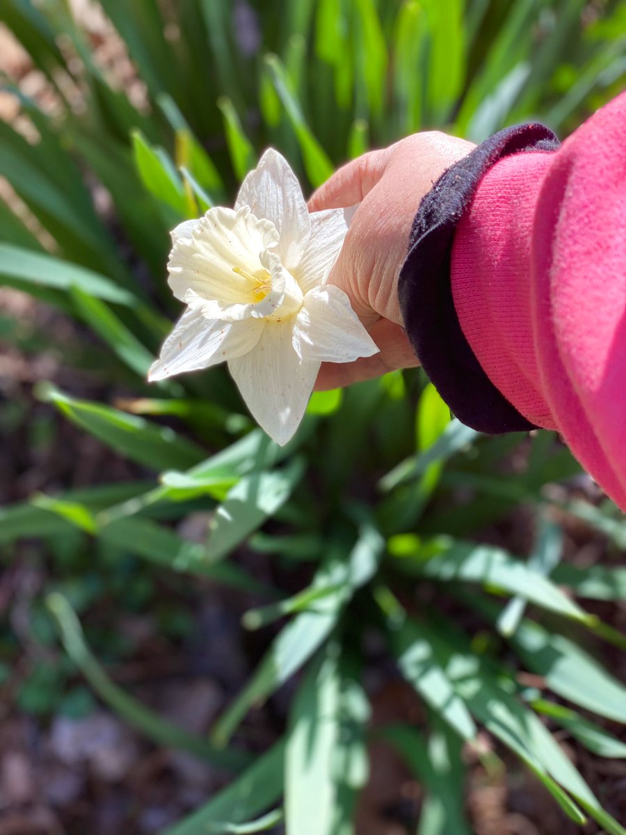 TealSeptember's tweet photo. Enjoying all the beautiful spring flowers and weather. #springtime #NorthCarolina #mountains #appalachianmountains #blueridgemountains #spring #blooms #flowers #flower #spring_weather #outdoors #nature #SpringVibes #springflowers #springday #plants #tree #trees #hikes #Daffodils https://t.co/faGN4KKr93