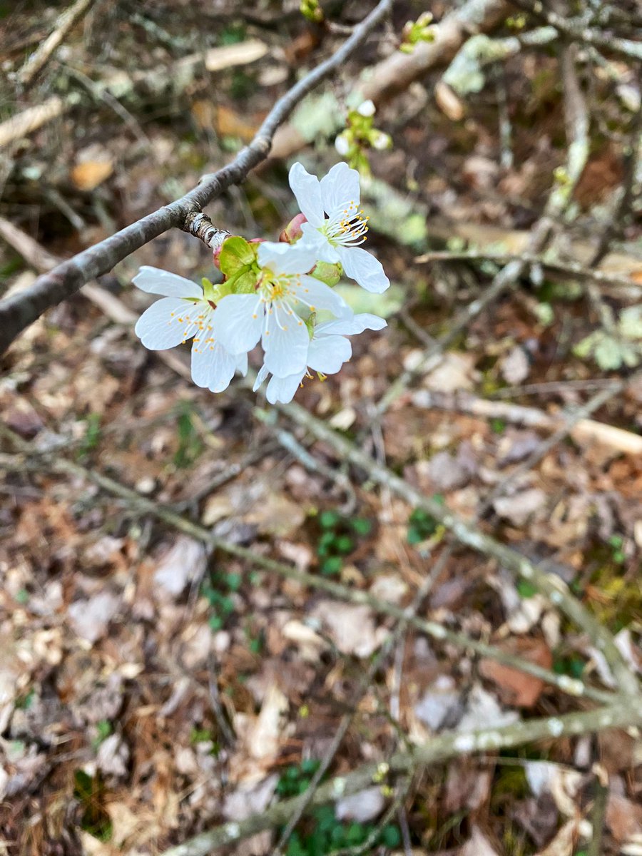TealSeptember's tweet photo. Enjoying all the beautiful spring flowers and weather. #springtime #NorthCarolina #mountains #appalachianmountains #blueridgemountains #spring #blooms #flowers #flower #spring_weather #outdoors #nature #SpringVibes #springflowers #springday #plants #tree #trees #hikes #Daffodils https://t.co/faGN4KKr93