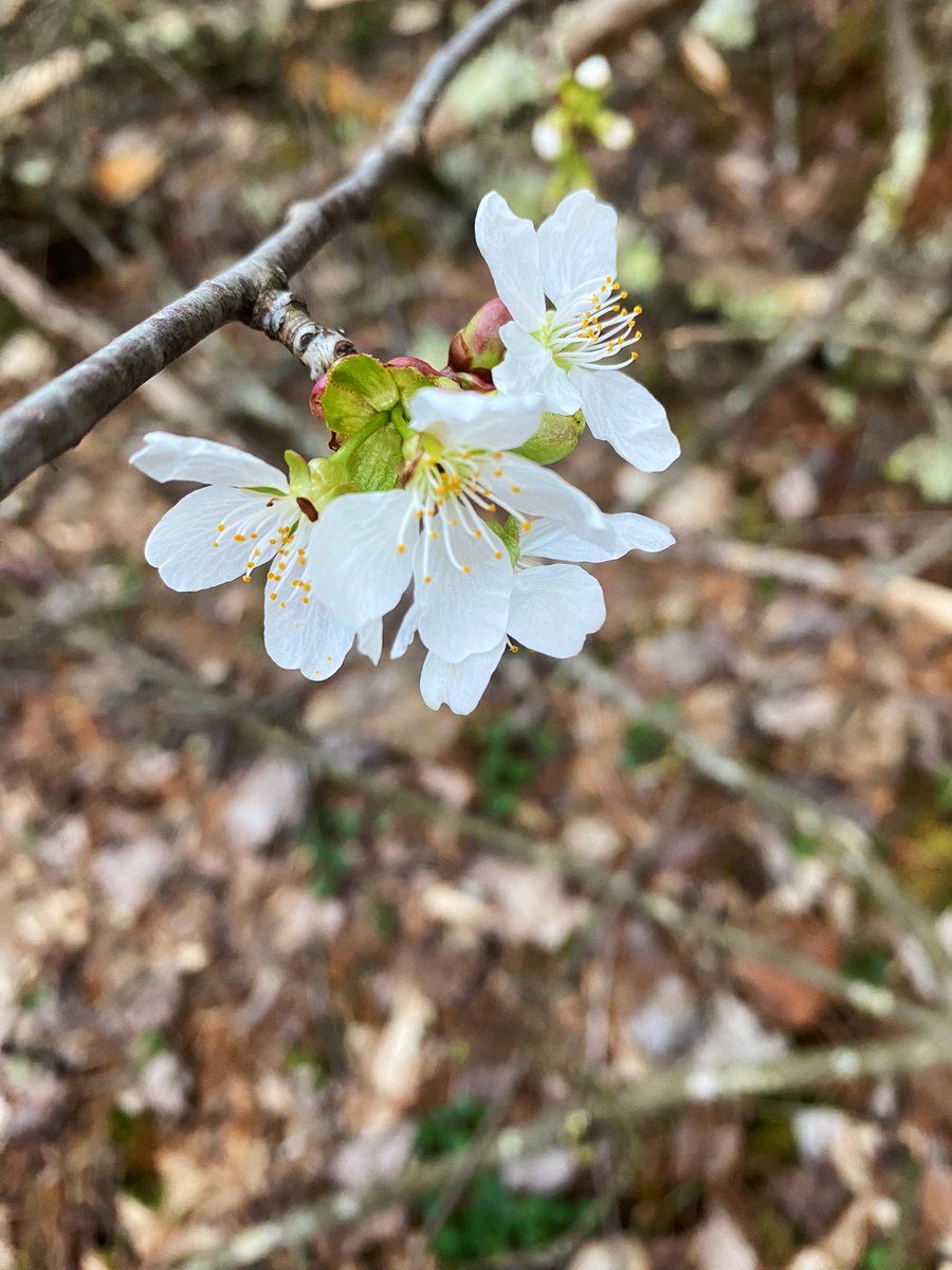 TealSeptember's tweet photo. Enjoying all the beautiful spring flowers and weather. #springtime #NorthCarolina #mountains #appalachianmountains #blueridgemountains #spring #blooms #flowers #flower #spring_weather #outdoors #nature #SpringVibes #springflowers #springday #plants #tree #trees #hikes #Daffodils https://t.co/faGN4KKr93
