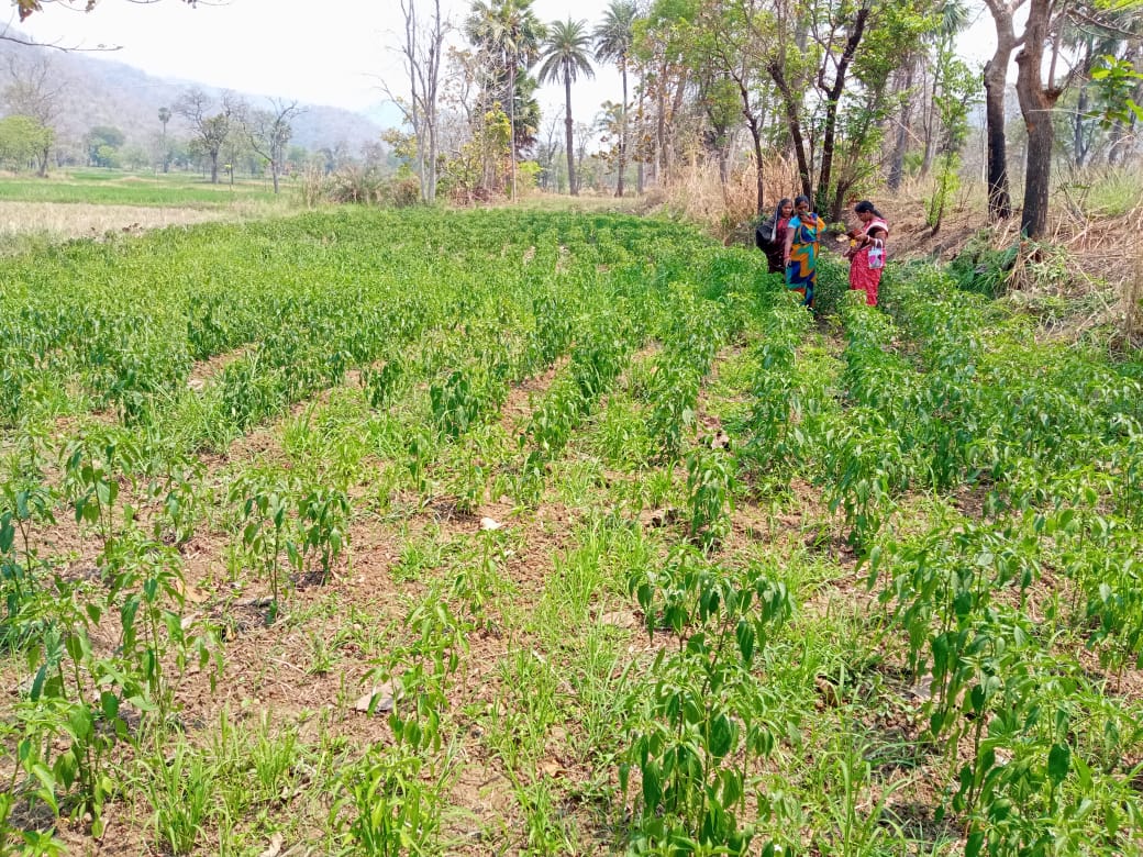 msfodisha's tweet photo. From seed to harvest,nothing beats the feeling of a successful crop! Women farmers took it on their own to cultivate chilli in 100 acres of land from #maneswar block of #sambalpur dist. They are being ably promoted by Mahashakti with the support from the @HDFCBankCSR initiative. https://t.co/77ydGve5Yg