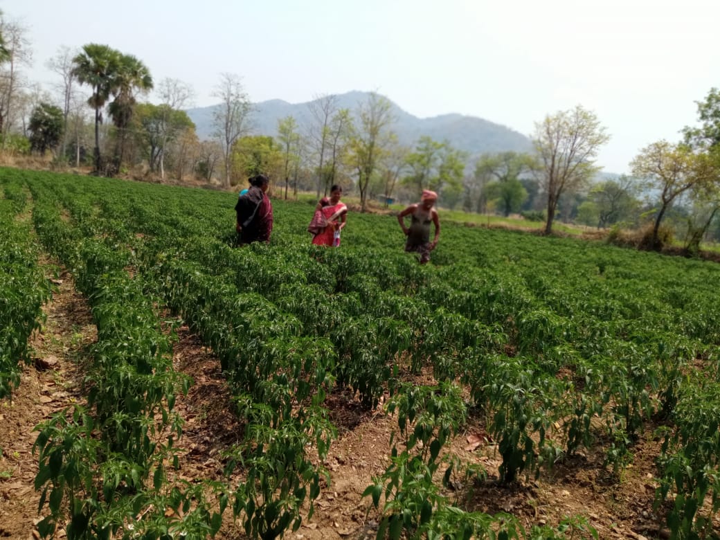 msfodisha's tweet photo. From seed to harvest,nothing beats the feeling of a successful crop! Women farmers took it on their own to cultivate chilli in 100 acres of land from #maneswar block of #sambalpur dist. They are being ably promoted by Mahashakti with the support from the @HDFCBankCSR initiative. https://t.co/77ydGve5Yg