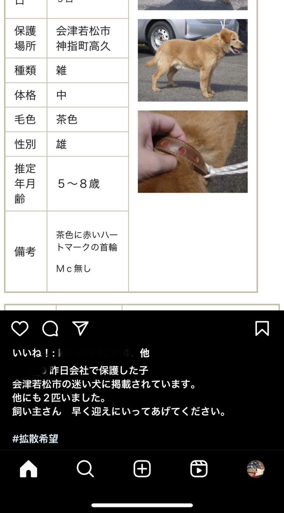 友人の会社付近で保護されたそうです。
飼い主さん見つかりますように。

#会津若松
#会津
#若松
#保護犬
#迷い犬
#犬 https://t.co/dUjWQRP3Tz