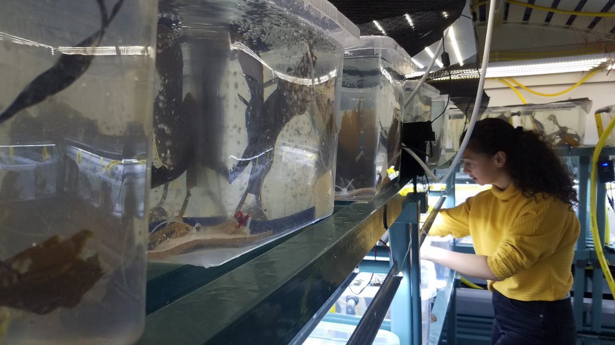 Alissa Bass (@alissabass96) on Twitter photo Thrilled that this paper from my time at <a href="/thembauk/">MBA - Marine Biological Association</a> is now out! We examined the impacts of marine heatwaves x light limitation on the ecophysiology of three kelp species in two seasons <a href="/DanSmale1/">Dan Smale</a> <a href="/_DrKatieSmith/">Katie Smith</a> <a href="/JPhycology/">Journal of Phycology</a> π±ππdoi.org/10.1111/jpy.13β¦ Thrilled that this paper from my time at <a href="/thembauk/">MBA - Marine Biological Association</a> is now out! We examined the impacts of marine heatwaves x light limitation on the ecophysiology of three kelp species in two seasons <a href="/DanSmale1/">Dan Smale</a> <a href="/_DrKatieSmith/">Katie Smith</a> <a href="/JPhycology/">Journal of Phycology</a> π±ππdoi.org/10.1111/jpy.13β¦