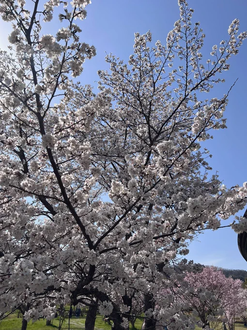 いい季節に戻って来られて嬉しい〜 