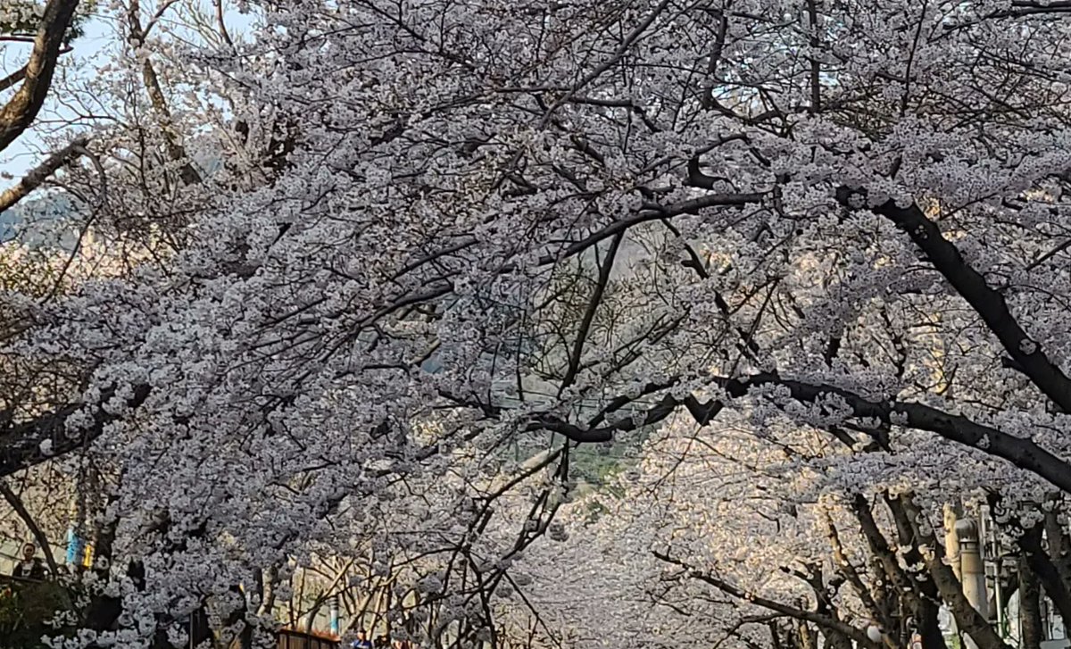 코로나 이 후 4년만에 열린 진해 군항제 축제 🌸벚꽃-사람-자동차! 와~ 소리가 절로난다!!
(도로 꽉 막혀서 셔틀버스, 대중교통 이용하면 좋겠어요)
여좌천 로망스다리에서 머리에 하얀 🌸 벚꽃 꽂은 연인들 많아요..ㅎ (생각한것만큼 멋진 모습은 아니었음요~)