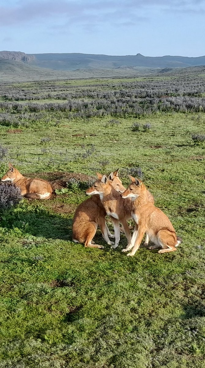 SamuneAbdi's tweet photo. Thank you ewcp project for taking care of us and bringing us to the current level with god. God knows we would be at the current level without you 
#Ethiopianwolfs
#Kykebero 
#Allwords
#Pleasesave 
#WithEwcp
#Project https://t.co/OzA3PRMCk9