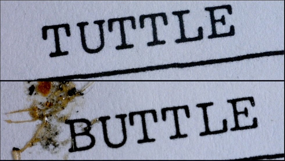 RealDegrassiK's tweet image. #Tuttle or #Buttle?