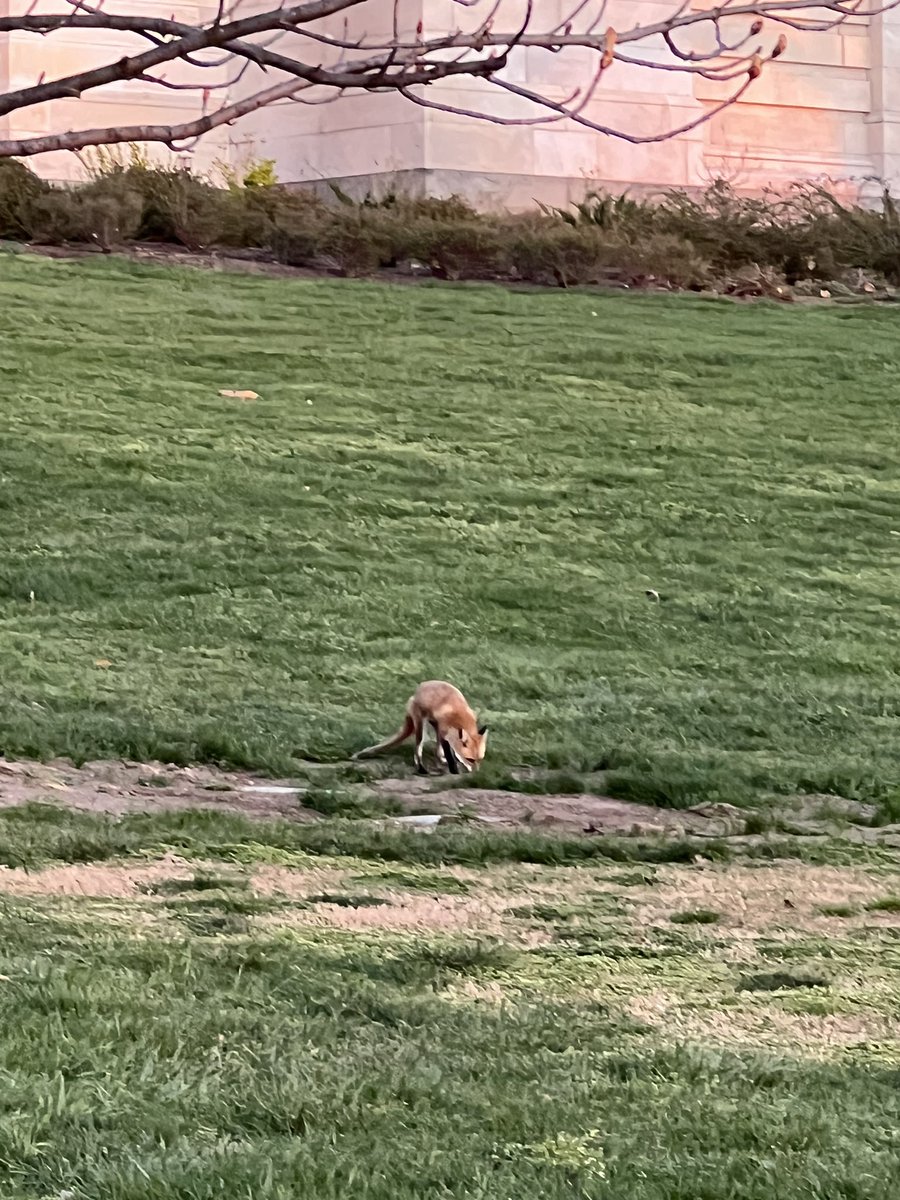 nicholaswu12's tweet photo. Fox is back on the Hill https://t.co/xVJNJROv7E