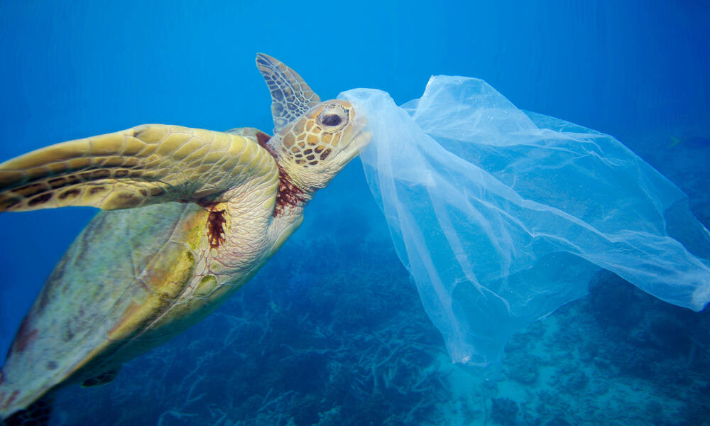 SEEturtles's tweet photo. Jellyfish or plastic bag? If you're a sea turtle, it's not so easy to determine the difference and making the wrong choice could be deadly.

Learn more about how plastic impacts sea turtles by following our @tapcampaign page &amp; visiting our webpage: https://t.co/3sMHhUsknF

📸 WWF https://t.co/7hqYSN1xtm