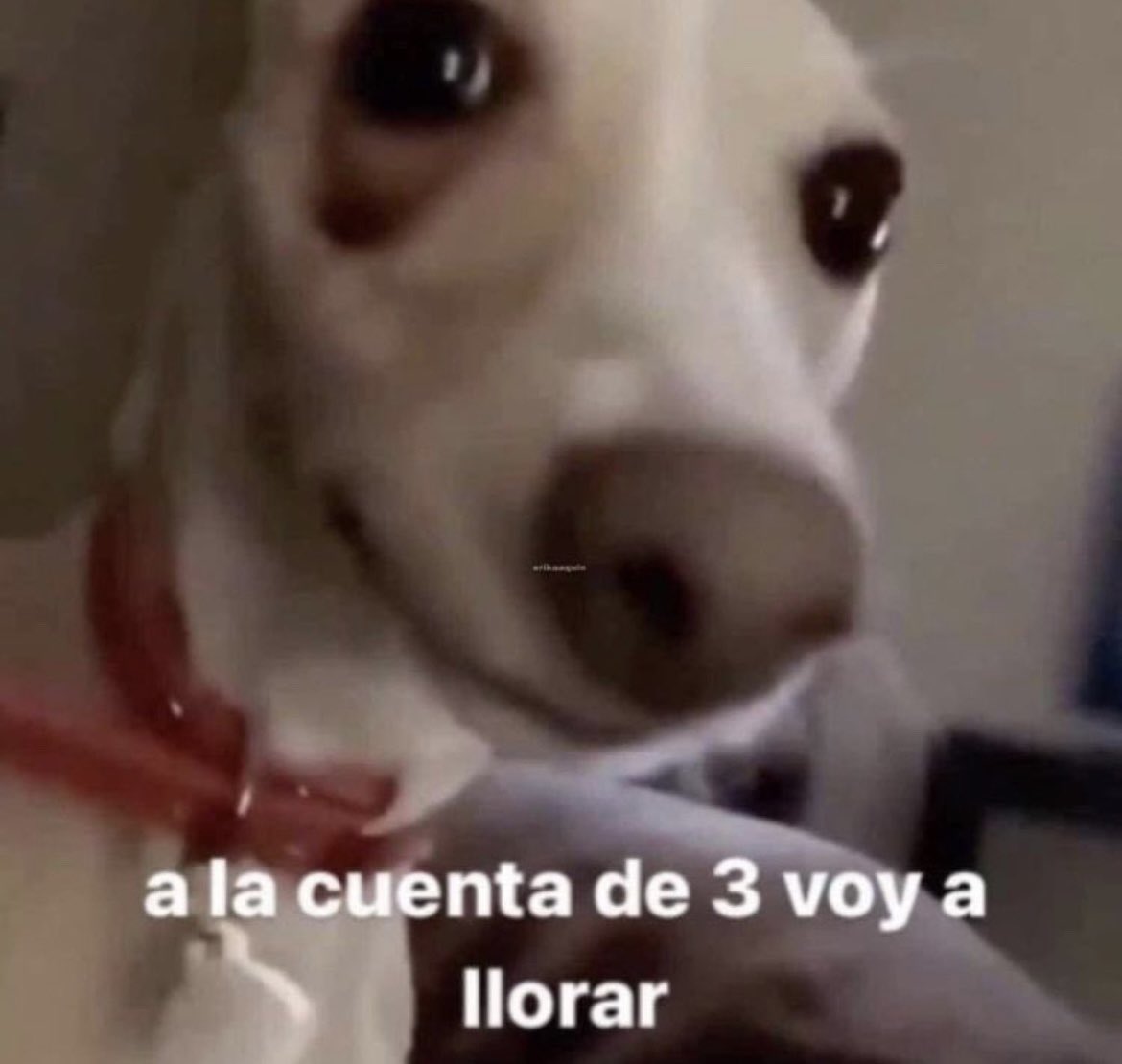 sagirising_'s tweet photo. psicóloga: como estuvo la semana
yo: https://t.co/Hw3VbNcI3B