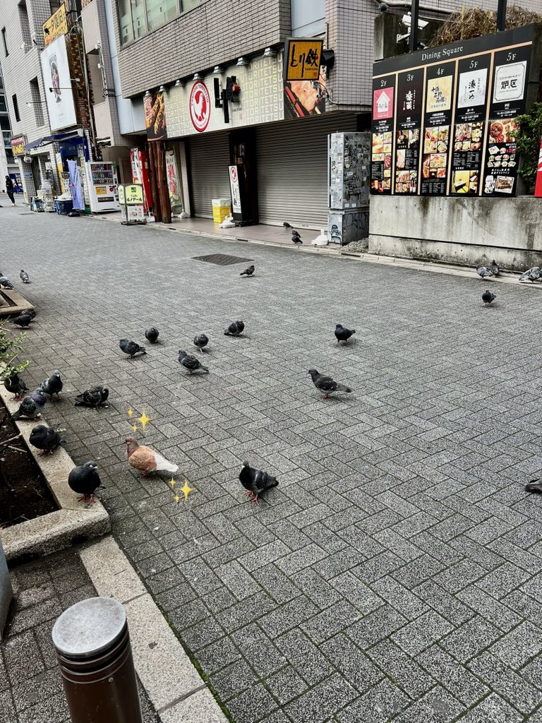 Tales_of_Taylor's tweet photo. no way!! full odds shiny pigeon in after only 34 seen! 🤩 https://t.co/AqF0iZmGIG
