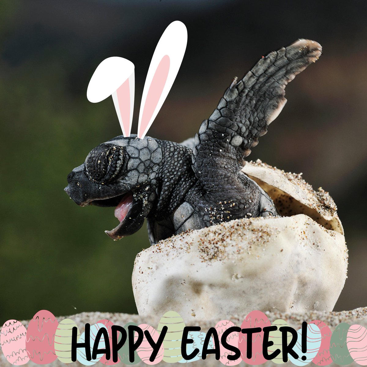 SEEturtles's tweet photo. We think the best thing to find an egg is a sea turtle but we could be happy with some jelly beans or a chocolate bunny! Happy Easter to those who celebrate!
#happyeaster #easterturtle #easter #seaturtle https://t.co/vUo9WjsM7E
