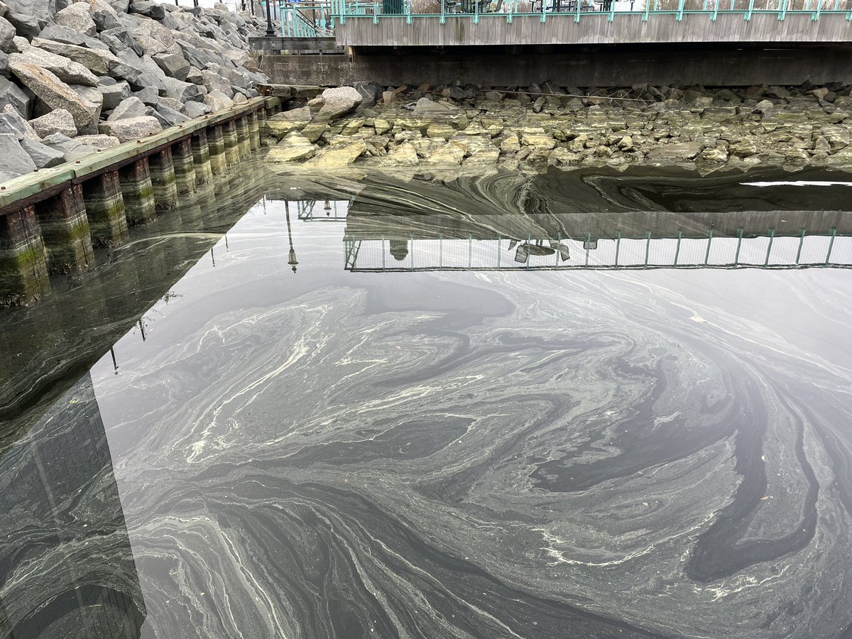 Are you experiencing pollen season where you live? How could you use it to teach? #OutdoorEd