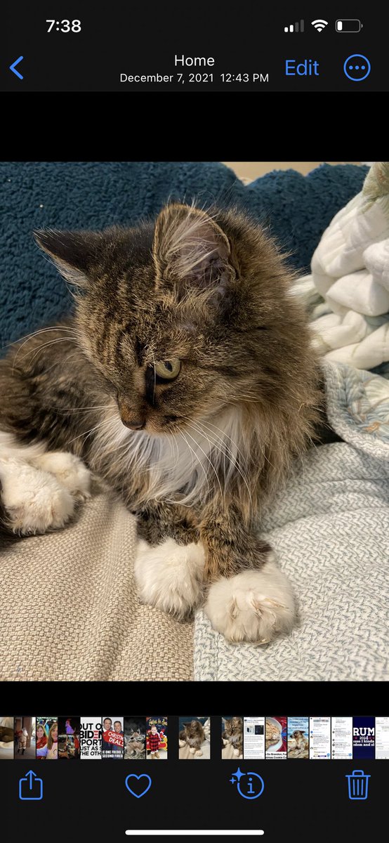 crabbyrepublic1's tweet photo. #ripmarty
If you see my little Princess in Heaven team up with her .
She was the best cat ever
Tell her I miss her π https://t.co/G7egX9kH2C