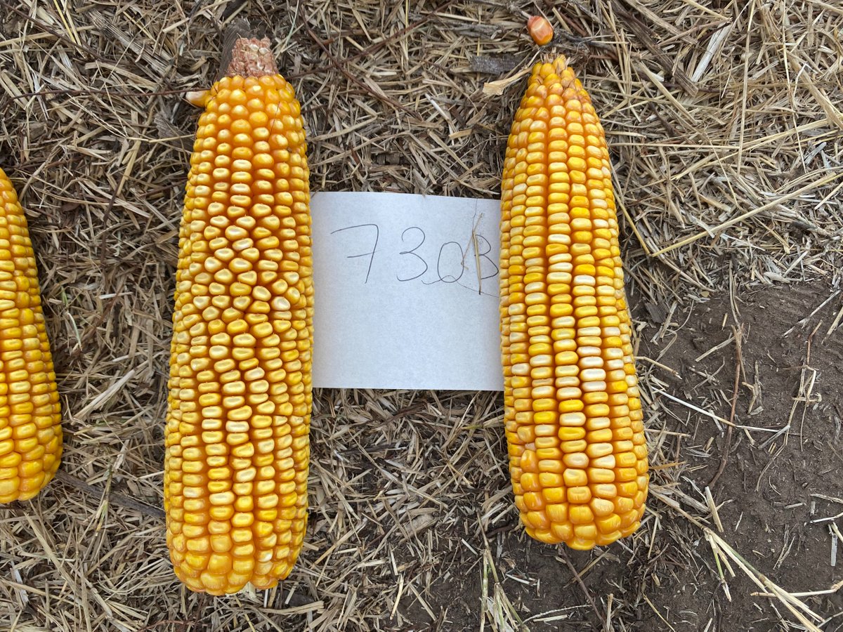JustoMacL's tweet photo. DK73-03 🌽

Híbrido de gran perfil agronómico, posicionado para ambientes de 90-120 qq, excelente potencial y estabilidad.

Igual al anterior pero tardío. Ideal para modernizar los híbridos que venías comprando.
🧵 https://t.co/MqQ9NLYPyg