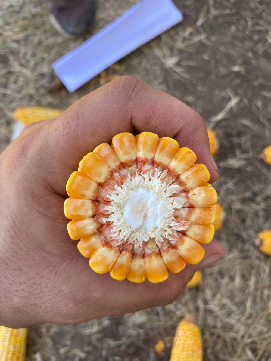 DK73-03 🌽

Híbrido de gran perfil agronómico, posicionado para ambientes de 90-120 qq, excelente potencial y estabilidad.

Igual al anterior pero tardío. Ideal para modernizar los híbridos que venías comprando.
🧵