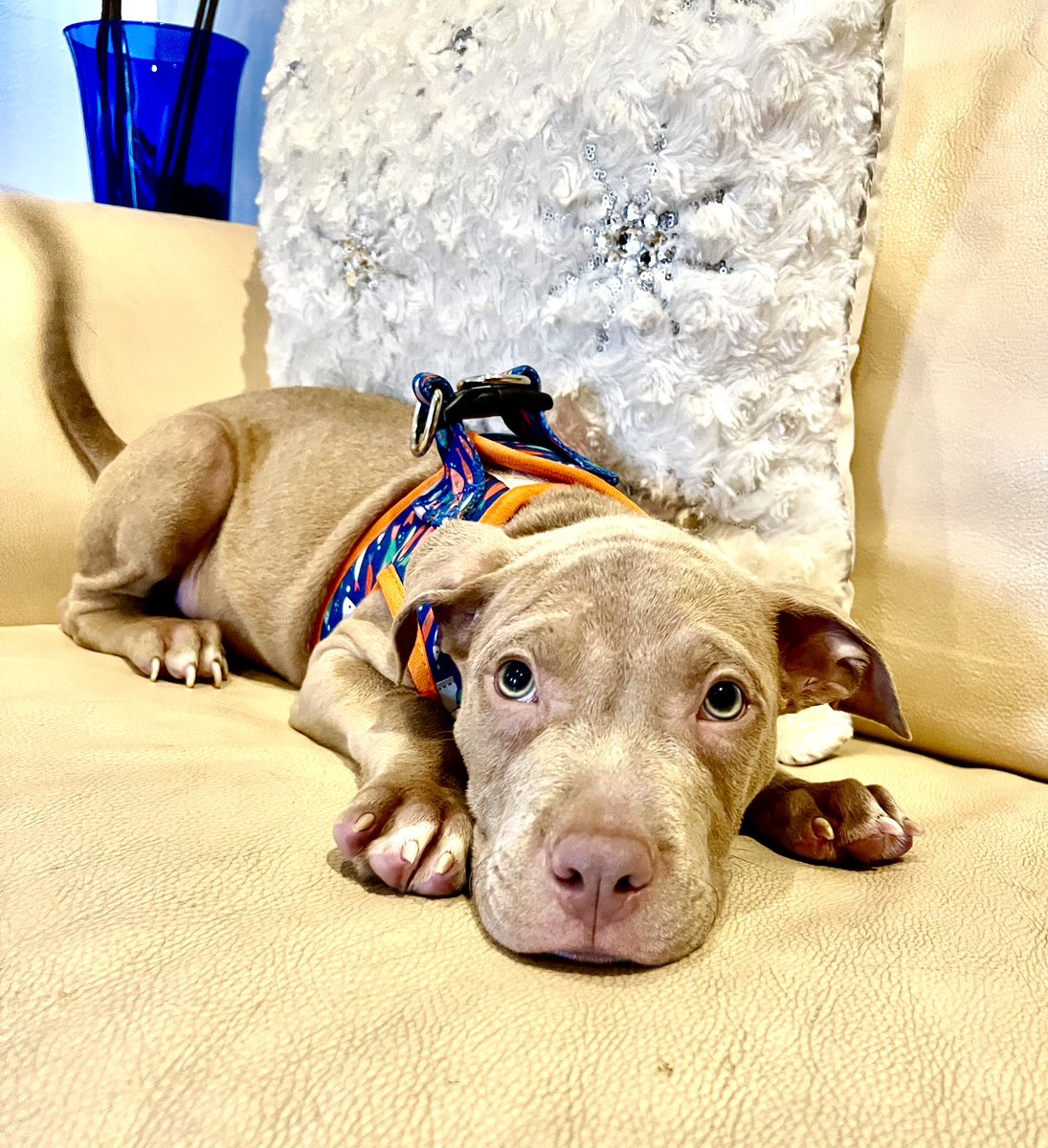 Miami Animal Rescue (@miaanimalrescue) on Twitter photo 