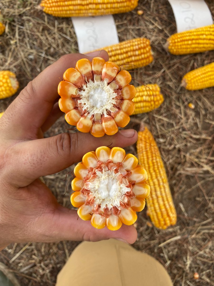 DK72-20 y DK72-10 🌽

Para ambientes 60-90 qq, temprano o tardío, uno un poco mas de potencial, el otro un poco más de estabilidad. Ambos perfil agronómico superior. Garantía.

Que más decir?
Solo queda agradecerles por tantos años. Aprovéchenlos mientras están. 

Dos 🚜🔝
🧵