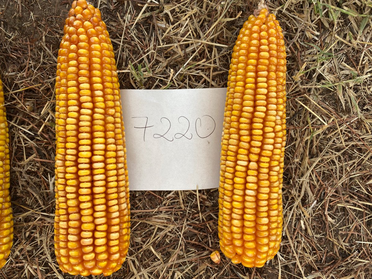 JustoMacL's tweet photo. DK72-20 y DK72-10 🌽

Para ambientes 60-90 qq, temprano o tardío, uno un poco mas de potencial, el otro un poco más de estabilidad. Ambos perfil agronómico superior. Garantía.

Que más decir?
Solo queda agradecerles por tantos años. Aprovéchenlos mientras están. 

Dos 🚜🔝
🧵 https://t.co/ULxqx8w4b5