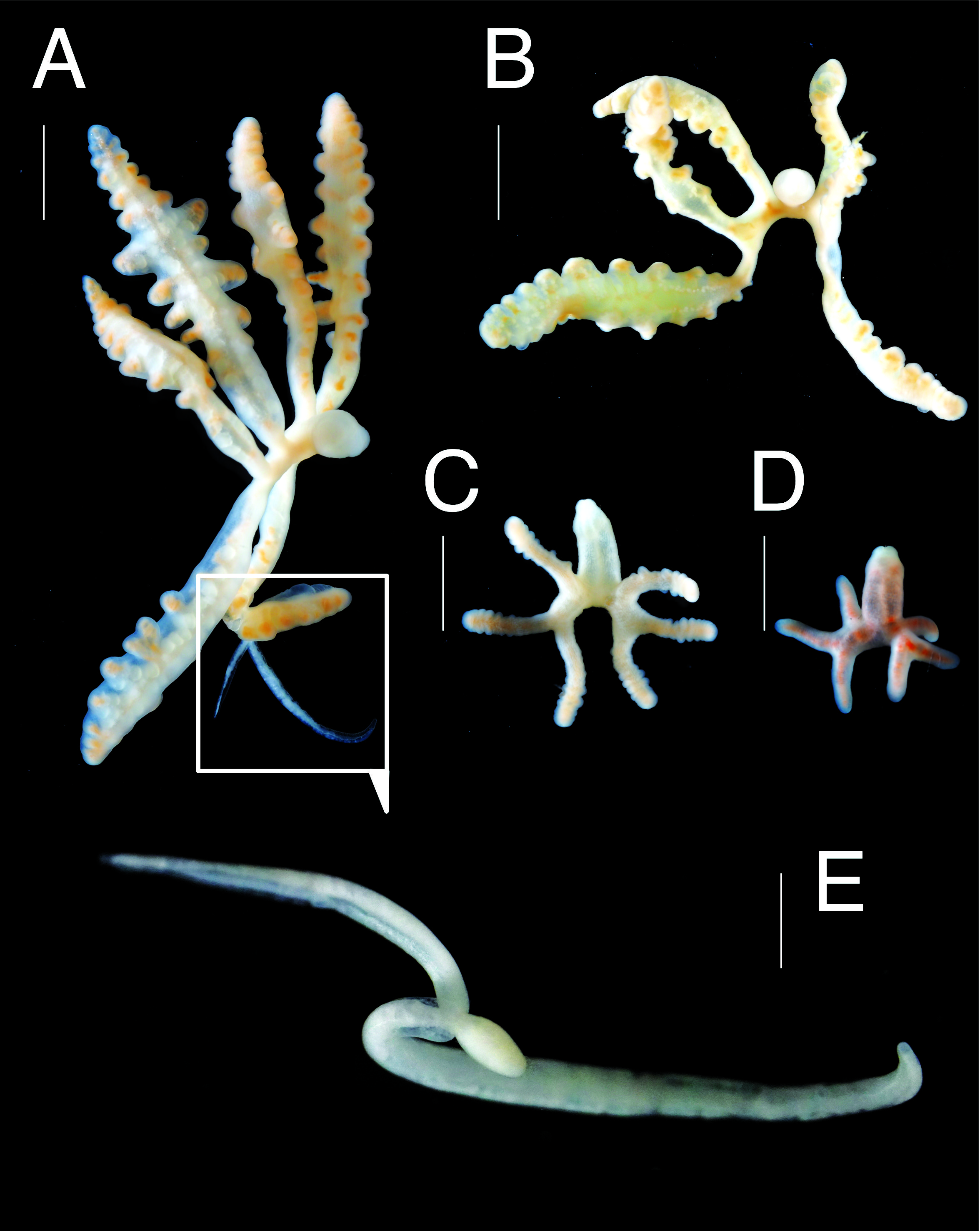 Ross Piper (DrRossPiper) / Twitter