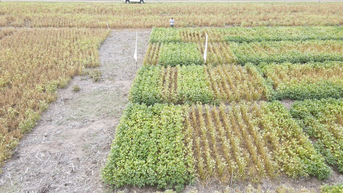 FascioliGabriel's tweet photo. Hoy en la jornada del #Inta San Antonio de Areco seguimos mostrando la excelencia en control de #trips y #arañuelas en #soja. Claramente #plinazolin #virantra #tekarium de @Syngenta_ar es LA herramienta para mantener la soja sana y sin #plagas. Gracias @fjecke1 y Fer Mousegne!!! https://t.co/0uS7R56T6C