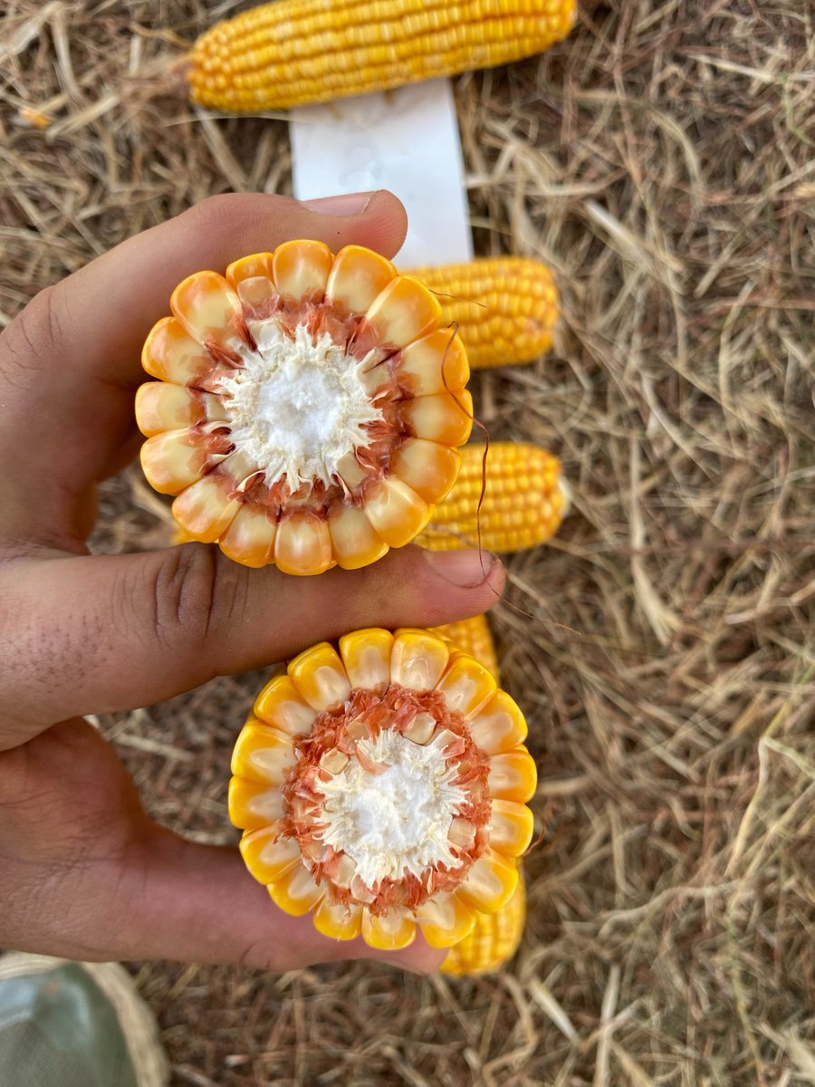 DK73-20 🌽

Opción recomendada para planteos de menor inversión en ambientes de hasta 70 qq. Costo-beneficio.

La formula 1 es para correr en el asfalto, acá tenés el auto de rally.
🧵