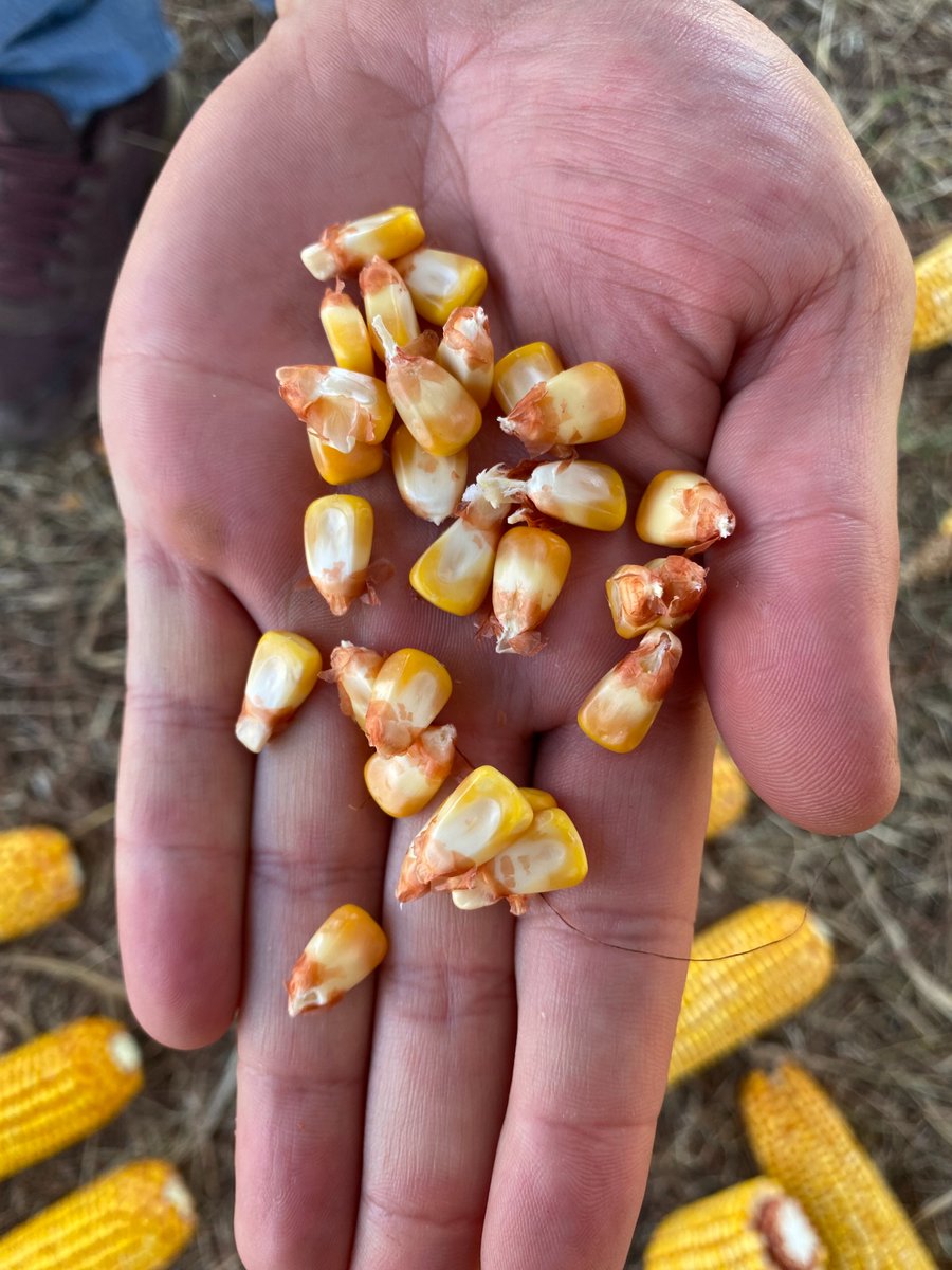 JustoMacL's tweet photo. DK73-20 🌽

Opción recomendada para planteos de menor inversión en ambientes de hasta 70 qq. Costo-beneficio.

La formula 1 es para correr en el asfalto, acá tenés el auto de rally.
🧵 https://t.co/V58sbWXWzu