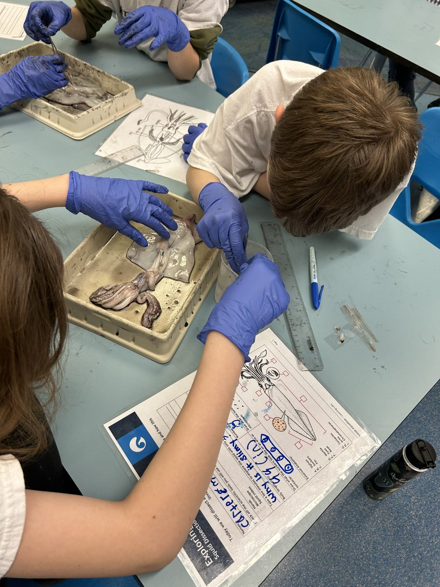 4th grade trip to the Shedd + Squid dissection🐠🦑🐬