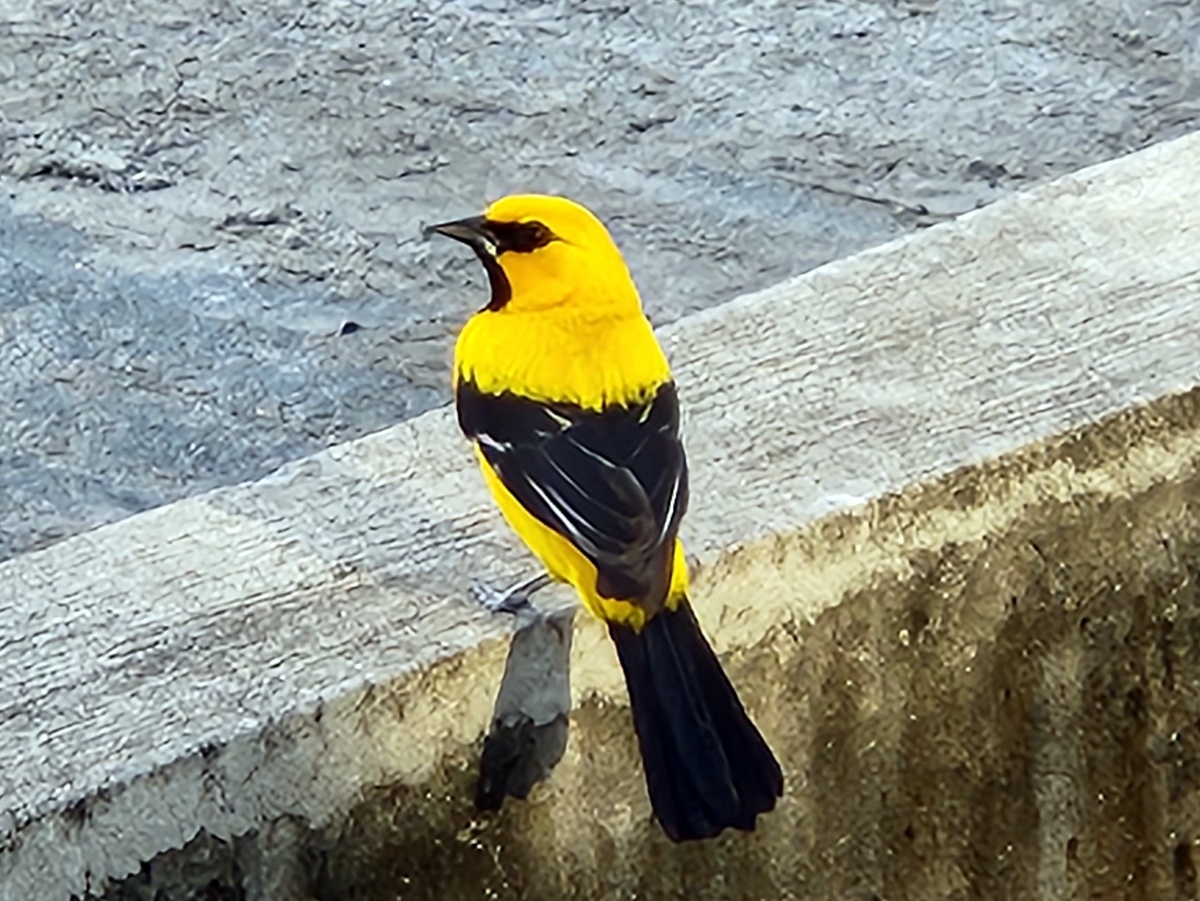 TravelGumbo's tweet photo. #GumboOnTheGo! #ttot
#YellowOriole #Georgetown #Guyana #NativeBird
TravelGumbo
By Travelers, For Travelers
https://t.co/aT6nzkx7UJ https://t.co/tp8BaZwYQi