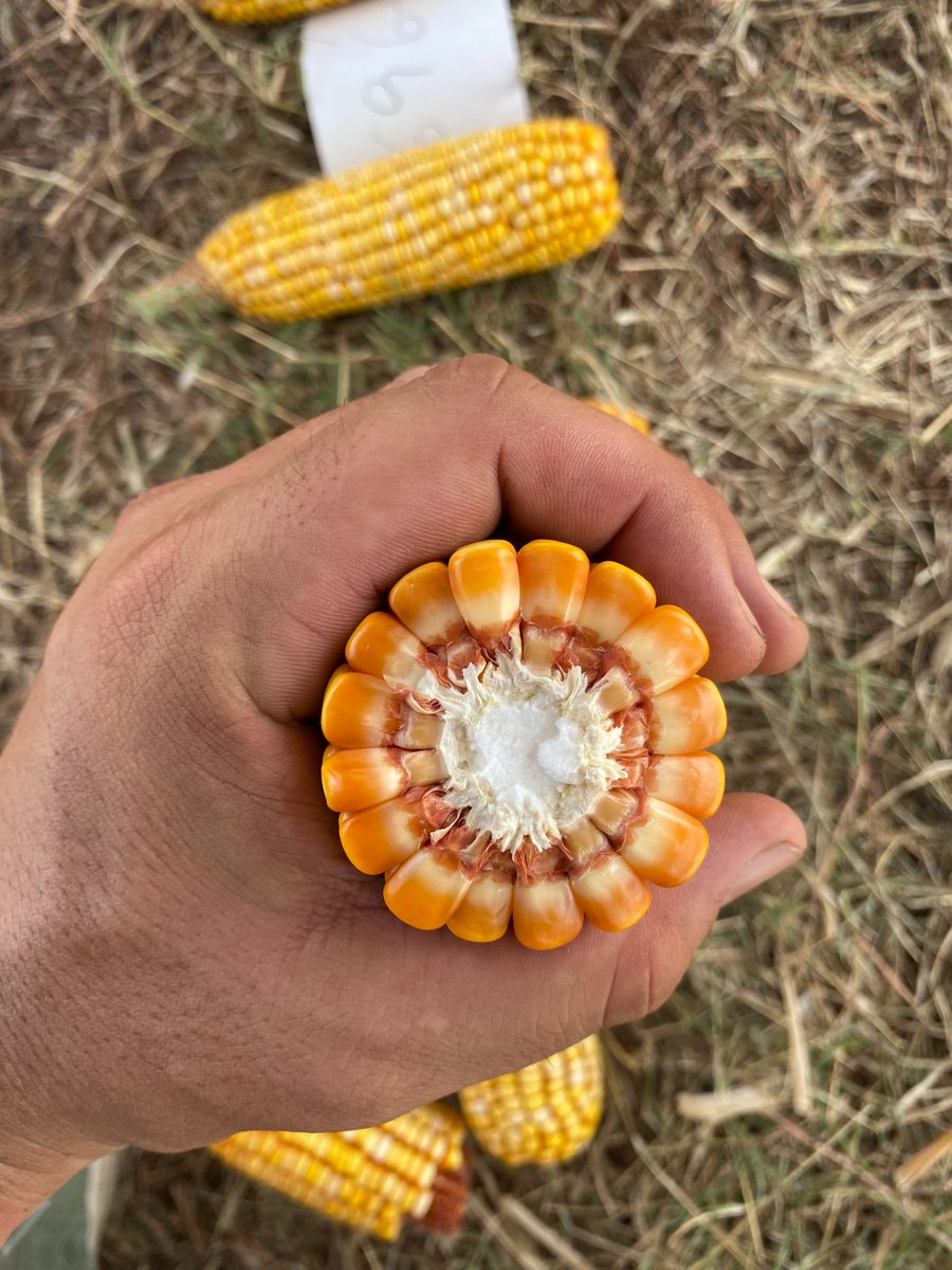 Último y lo nuevo!

DK69-62 🌽🆕🔜

Híbrido 🔝, ciclo corto, muy alto potencial de rendimiento, nadie lo supera en ambientes de 80-110 qq. Temp o tardío. Ciclo ~ DK69-10. Secado 🔝.

Llevate algunas bolsas para hacer un ensayo con <a href="/FieldViewArg/">FieldView Argentina</a> y contanos como te fue!
🧵