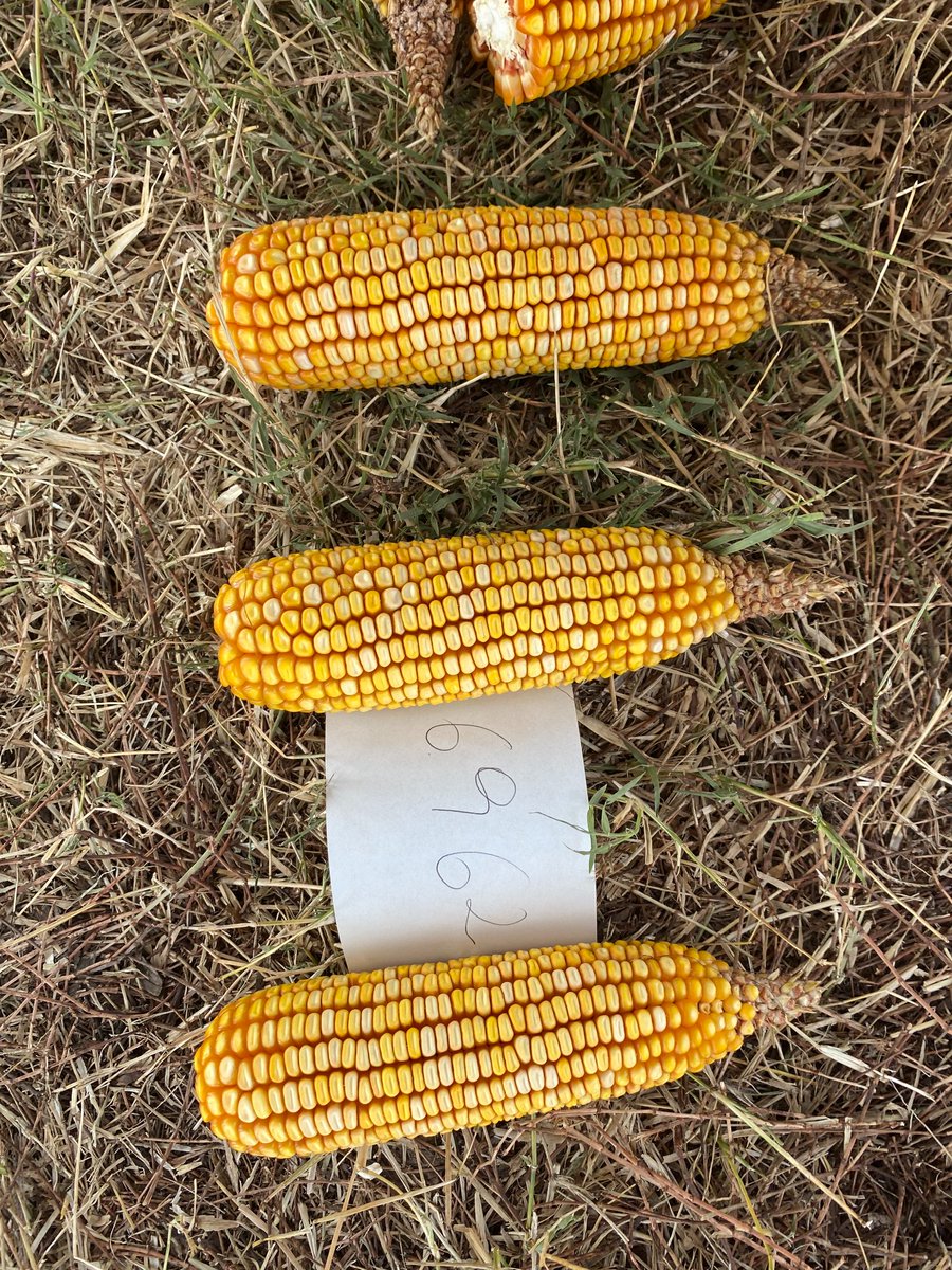 JustoMacL's tweet photo. Último y lo nuevo!

DK69-62 🌽🆕🔜

Híbrido 🔝, ciclo corto, muy alto potencial de rendimiento, nadie lo supera en ambientes de 80-110 qq. Temp o tardío. Ciclo ~ DK69-10. Secado 🔝.

Llevate algunas bolsas para hacer un ensayo con @FieldViewArg y contanos como te fue!
🧵 https://t.co/3CDJJChv80