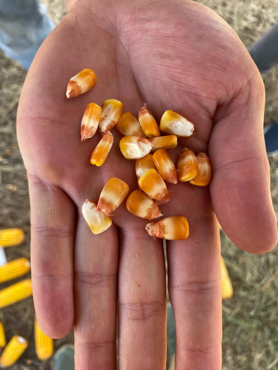 JustoMacL's tweet photo. Último y lo nuevo!

DK69-62 🌽🆕🔜

Híbrido 🔝, ciclo corto, muy alto potencial de rendimiento, nadie lo supera en ambientes de 80-110 qq. Temp o tardío. Ciclo ~ DK69-10. Secado 🔝.

Llevate algunas bolsas para hacer un ensayo con @FieldViewArg y contanos como te fue!
🧵 https://t.co/3CDJJChv80