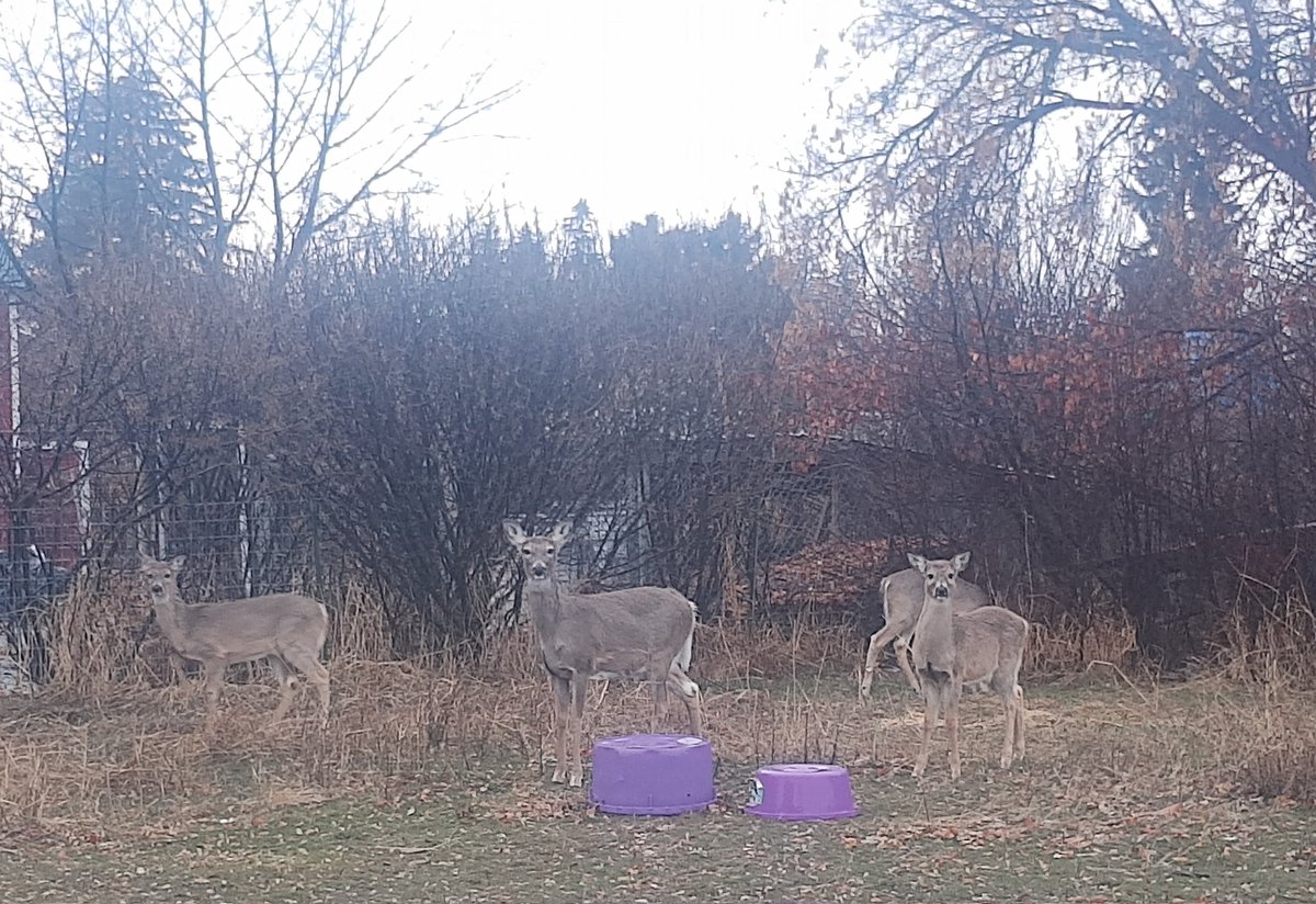 demontripod's tweet photo. Look at all these freeloaders in OUR backyard. I think if we could all just work together we could take down that little one. 😸😸 https://t.co/GW4TvPmS2j