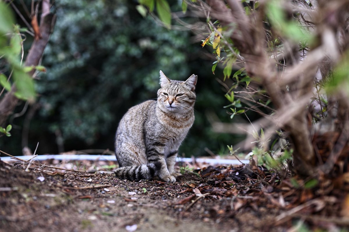 pnwsunshine1's tweet photo. こんにちは......かわいい猫ちゃん。 https://t.co/Dt7RjDtMEJ