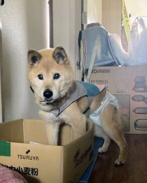 🐶🆘迷子犬🎈 ［＃長野県飯山市🐕］🔹2023.3.14⏰15時台🔴長野県飯山市木島で散歩中に迷子になった柴系mixの〝ク