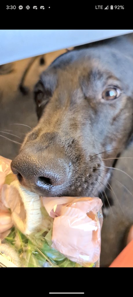 3/28/2023: Hiccup doin his best to bring you these important items.

#dogsoftwitter #Dogsarefamily #dogs #tiktokdown #btybhiccup