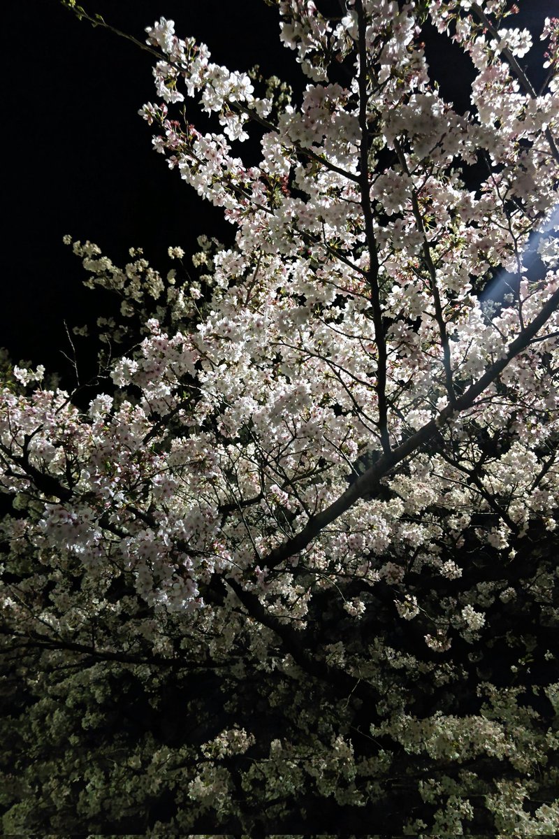 昨日は仲良くしてもらってる友達と夜桜巡りをしてきました  😊
誰かと桜を見たのは何年か振りだったので楽しいひとときが過ごせました🌸

桜のよりミニスカートに目がいったのは内緒ですww🤭