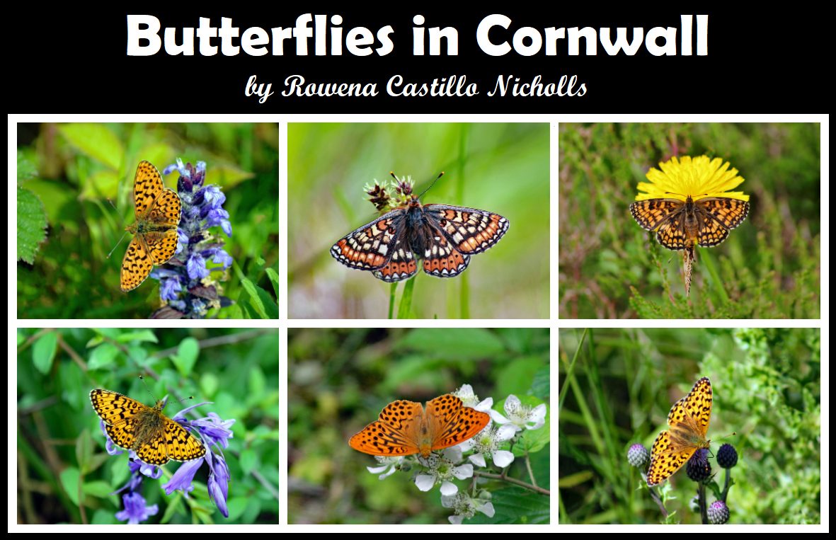 #ButterfliesInCornwall #Butterfly #Butterflies #ButterflyWatching #Lepidoptera #WildlifeMatters #ConnectWithNature #Cornwall #UK #RowenaCastilloNichollsPhotography

Copyright © Rowena Castillo-Nicholls. All Rights Reserved.