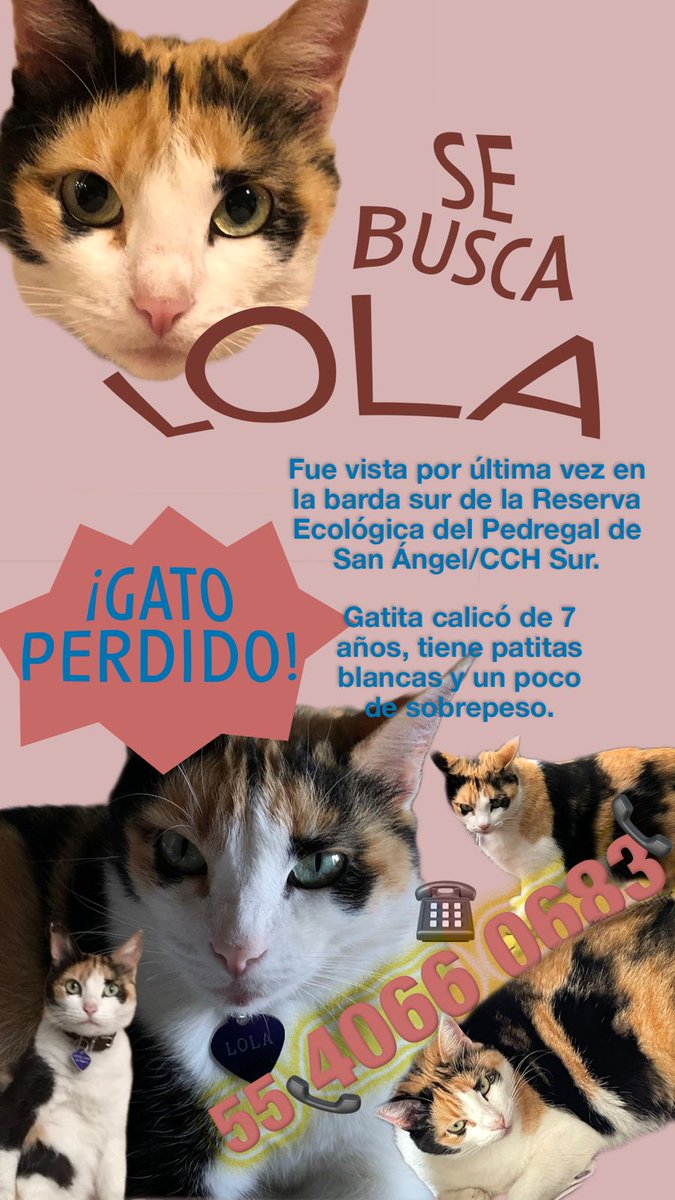 gxxronimo's tweet photo. banda en #cdmx, se perdió la gatita de @kealaangeles por el Pedregal de San Ángel, tiren paro :( https://t.co/Ez61Bge4vd