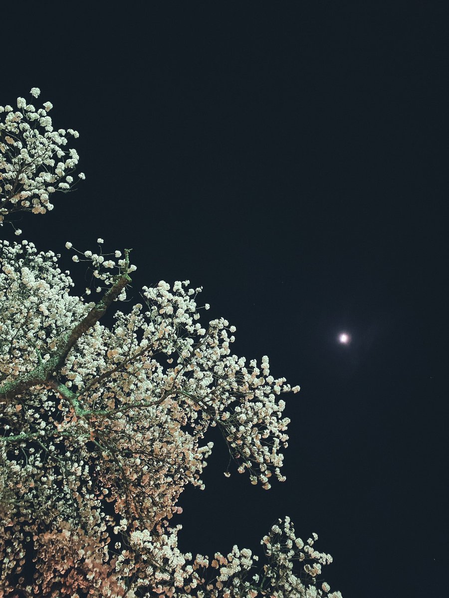 cafe_selen's tweet photo. 春の夜の束の間の夢 https://t.co/P2jYCdtseT