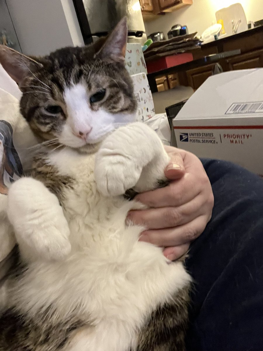 HalThoughts's tweet image. Hal has a very difficult life. It’s just much work to be a cute kitty!