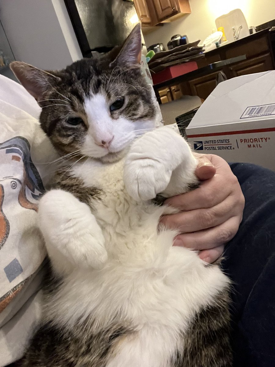 HalThoughts's tweet image. Hal has a very difficult life. It’s just much work to be a cute kitty!