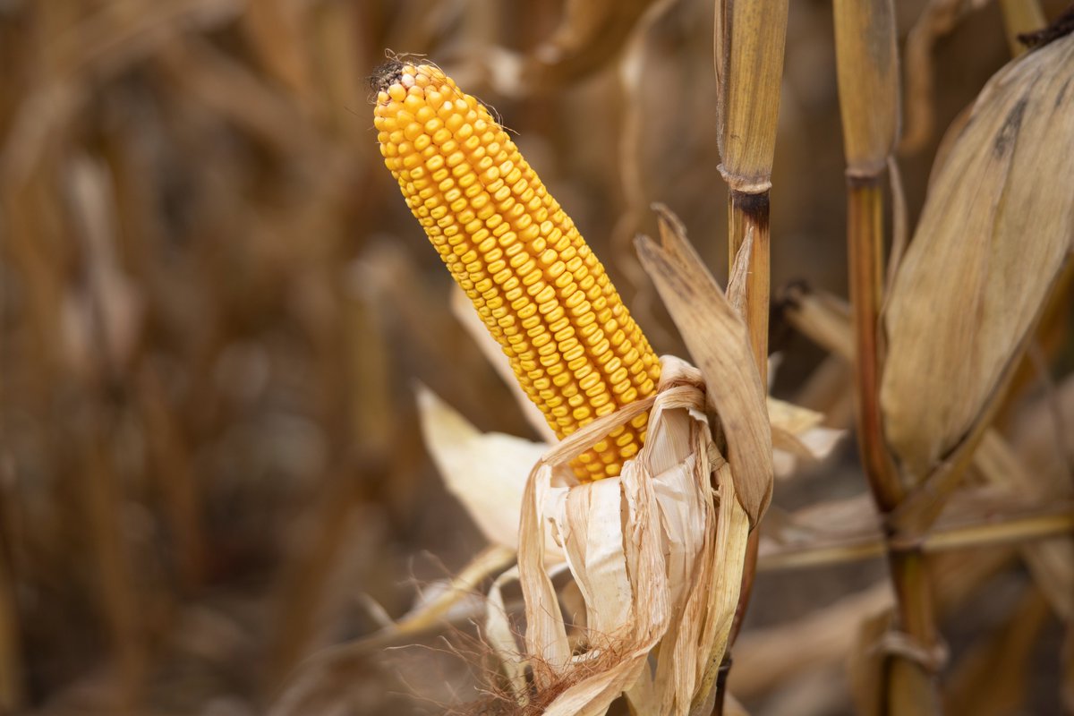 🌽ATENCIÓN DEKALERO ‼️

Faltando menos para que <a href="/DekalbArgentina/">DEKALB Argentina</a> salga a la cancha, te cuento como es la formación para esta campaña... hay novedades🆕
🌽🚀🚜🧬🔝🛰️⚔️🔜

(Para c/ ambiente hay un híbrido y hay una recomendación específica, consultá con tu distribuidor InnoBa).
🧵