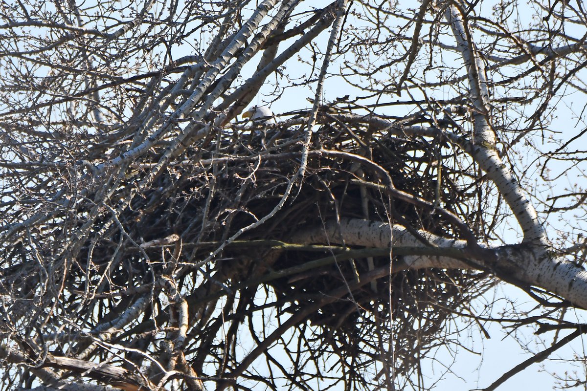 TodaysBaldEagle's tweet photo. (Photo by Glenn P. Knoblock)
#baldeagle #raptors #americasbird https://t.co/XcLSD7mQUh