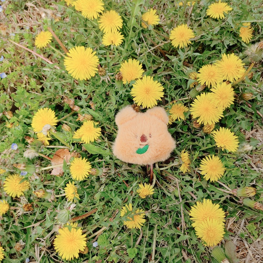 너무 이쁜 벚꽃길 솜깅이를 아무도 안데리고 나온 출근길...하핫....가방에 대롱거리던
쿼카씨라도 찰칵...내일은 깅이들 데리고 
벚꽃사진 찍어줘야징....♥♥♥